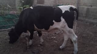 Friesian cow ready to meet