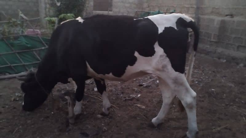 Friesian cow ready to meet 0