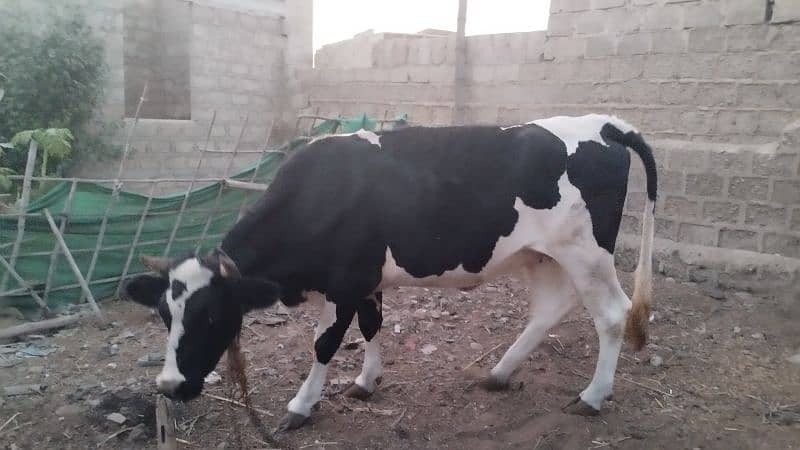 Friesian cow ready to meet 1