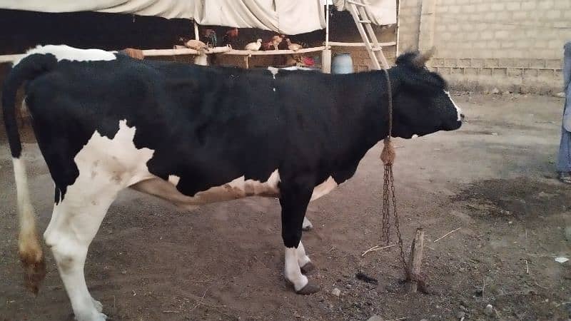 Friesian cow ready to meet 2