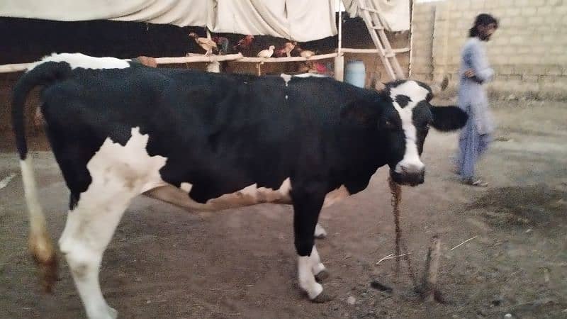 Friesian cow ready to meet 3