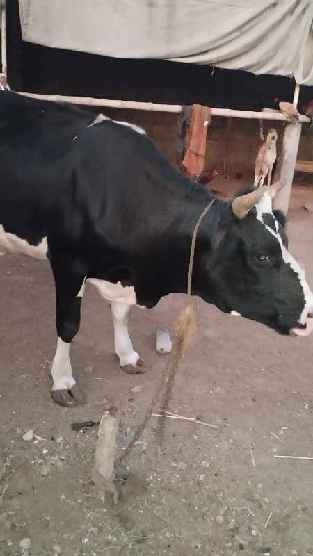 Friesian cow ready to meet 4