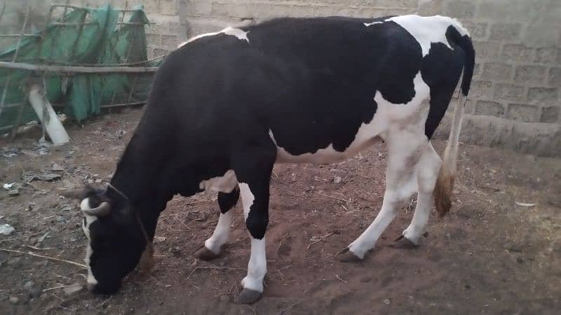 Friesian cow ready to meet 5