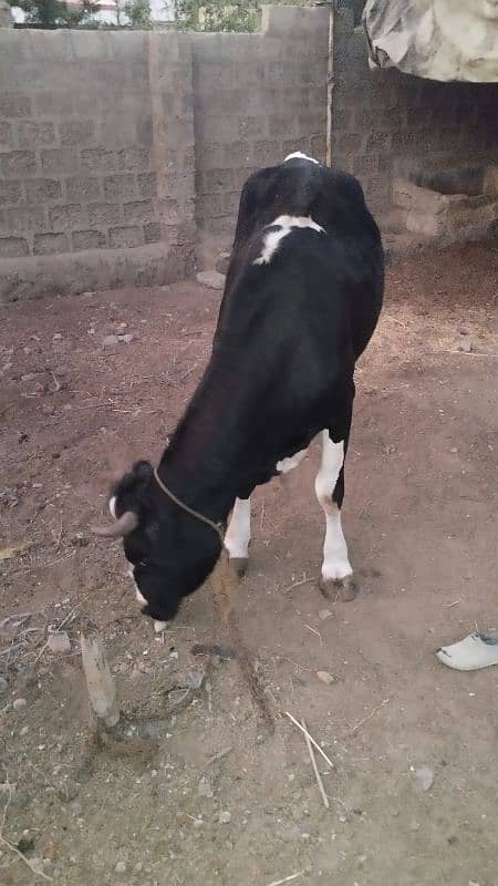 Friesian cow ready to meet 6