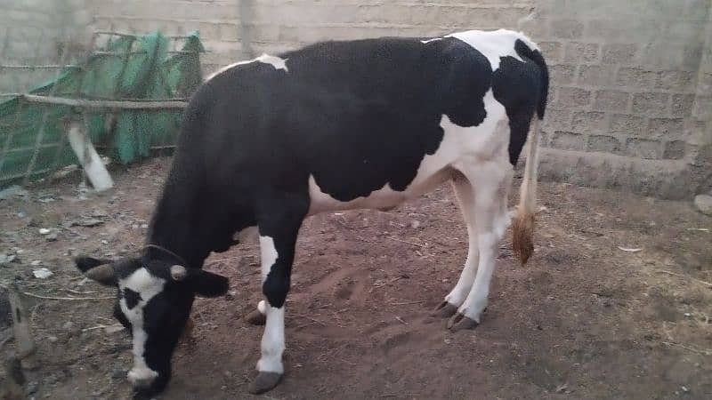 Friesian cow ready to meet 7