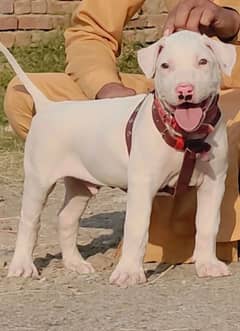 Pure Bully Gullter Male for Sale Age 2 Month only have boon Hume