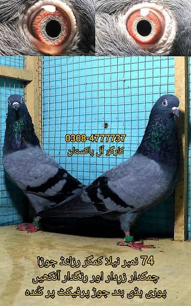 Outclass pigeons kabutar Quality birds Pure Pegions Kabootar Pairs 15