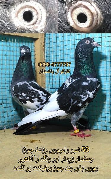 Outclass pigeons kabutar Quality birds Pure Pegions Kabootar Pairs 16