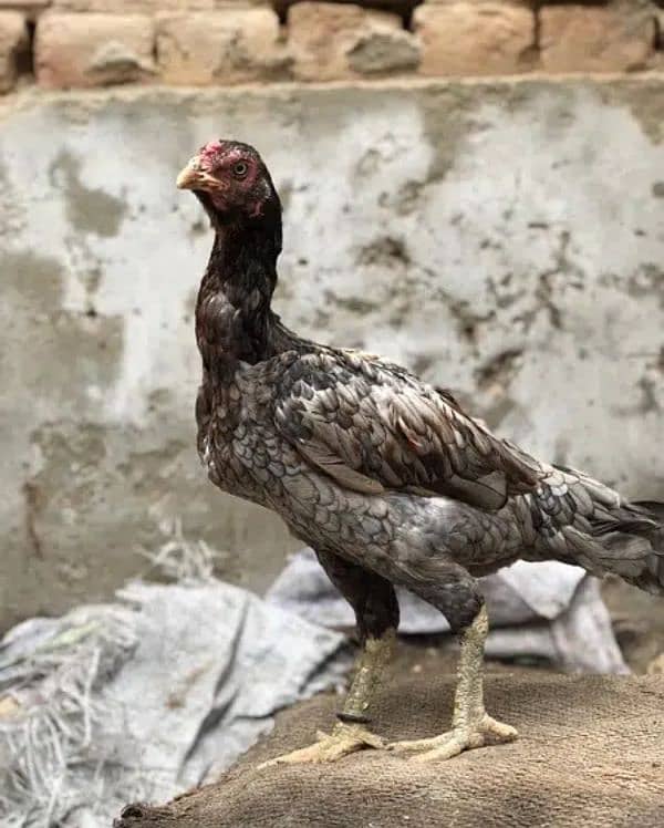 Aseel female for sale 1