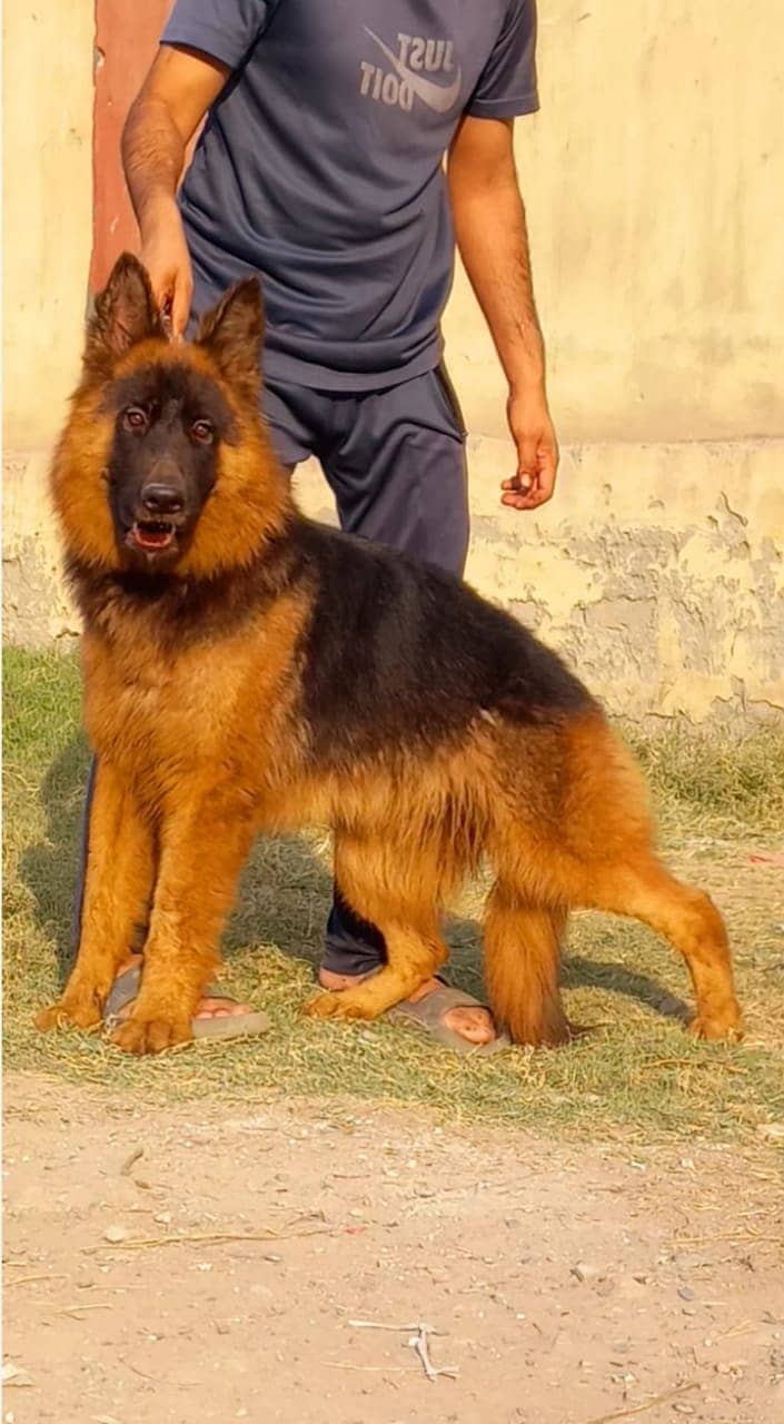 German shepherd proper long coat female 9 month age for sale 0