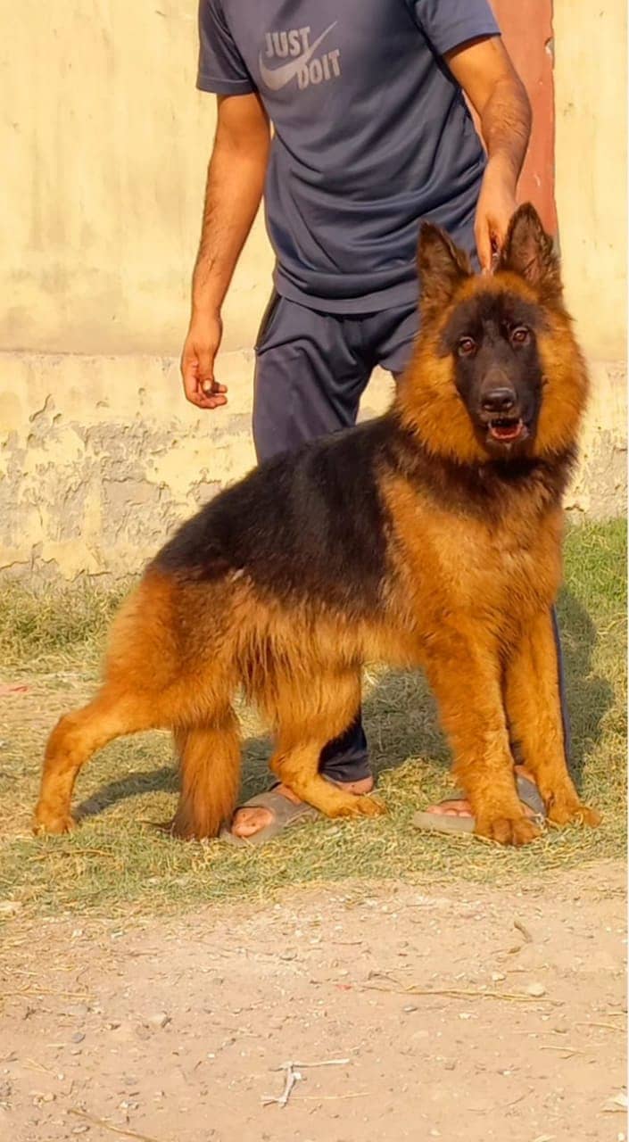 German shepherd proper long coat female 9 month age for sale 1