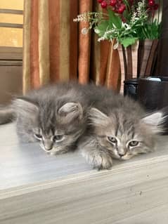 Persian kittens (3 months old)