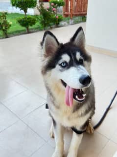 Siberian husky male puppy