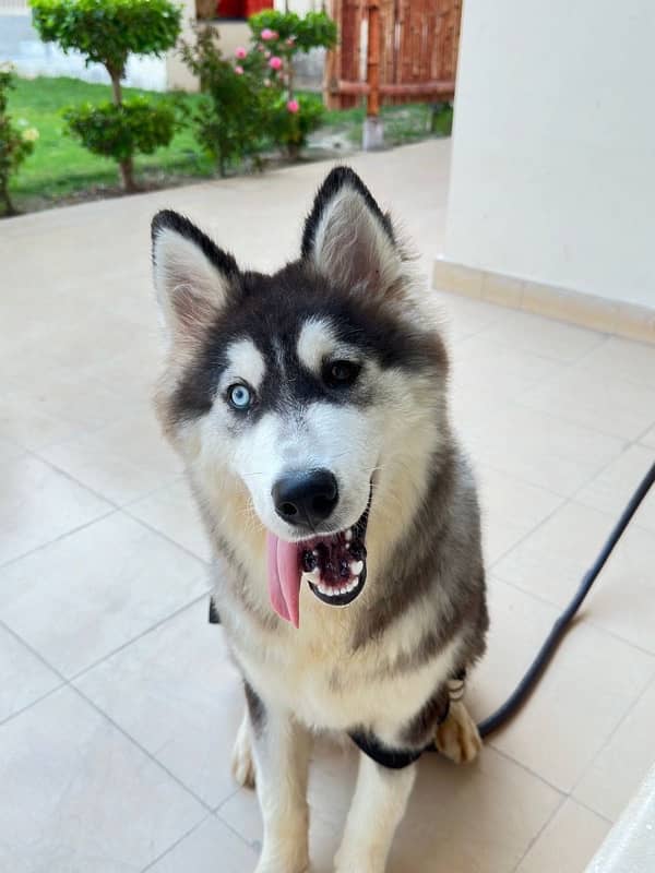 Siberian husky male puppy 1