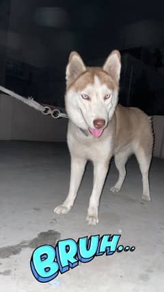 siberian husky female