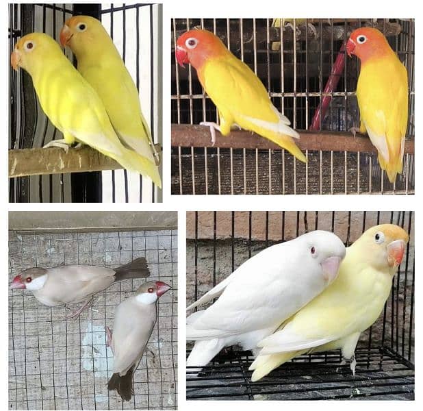 Breeder Lovebirds Creamino Albino 0