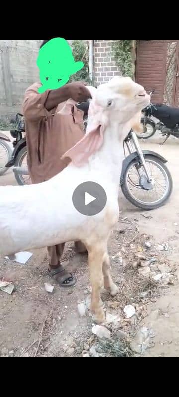 rajanpuri Bakra breeder 0