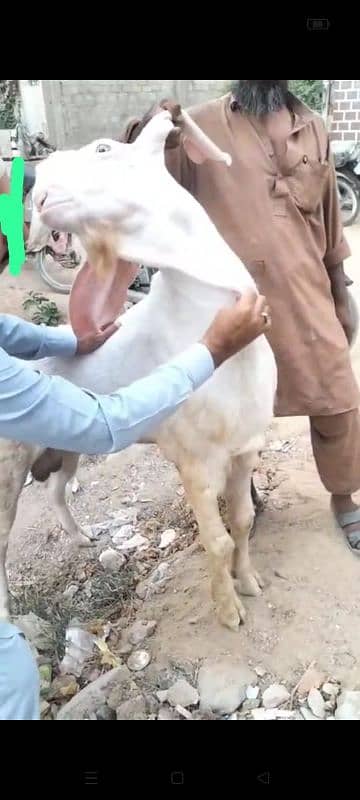 rajanpuri Bakra breeder 1