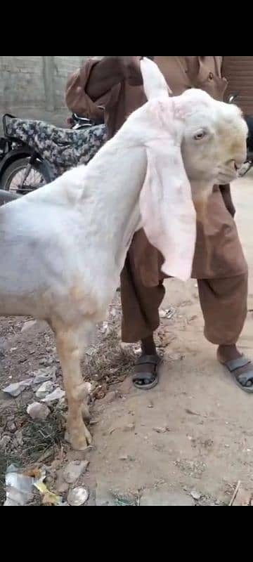 rajanpuri Bakra breeder 2