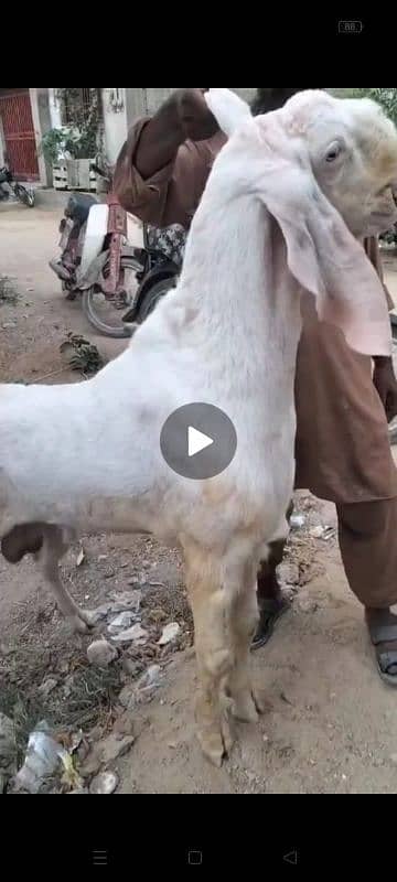 rajanpuri Bakra breeder 3