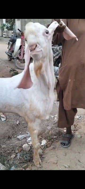 rajanpuri Bakra breeder 4