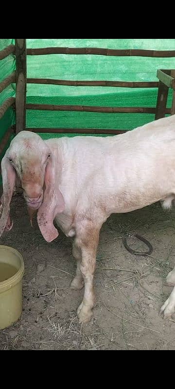 rajanpuri Bakra breeder 5