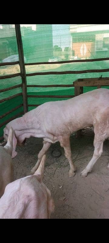 rajanpuri Bakra breeder 6