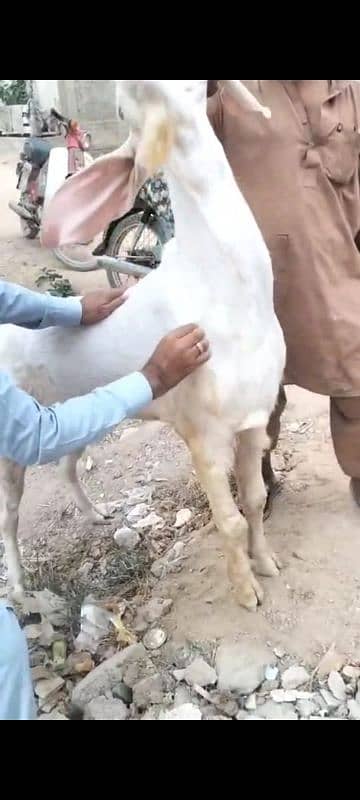 rajanpuri Bakra breeder 9