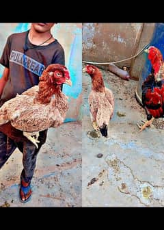 Aseel miawali murga murgi pair for sell