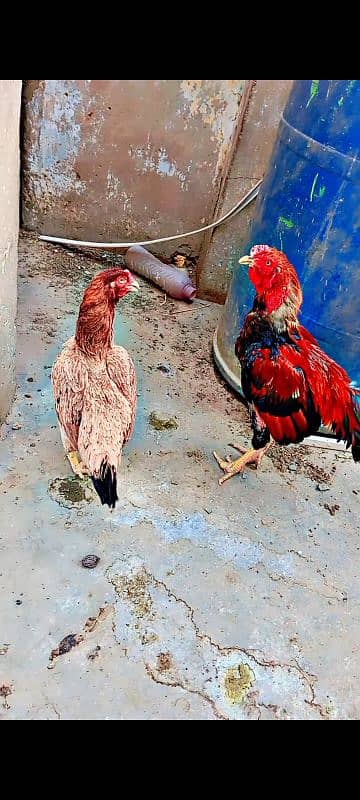 Aseel miawali murga murgi pair for sell 1