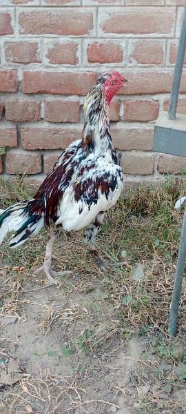 Aseel male lohman brown hens egg laying 0