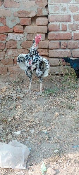 Aseel male lohman brown hens egg laying 1