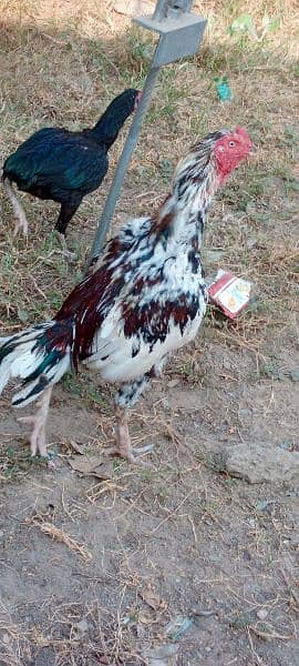 Aseel male lohman brown hens egg laying 4