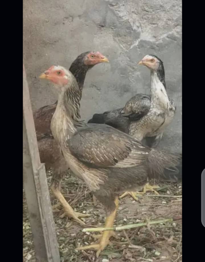 3 female for sale Pakistani  03269189860 0