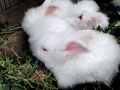 English angora rabbits bunny and breeder