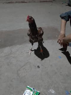 hen