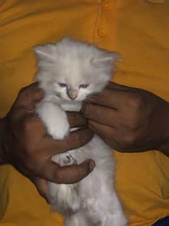 White Persian Pair for Sale