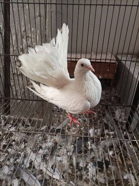 White lakka male for sale 0