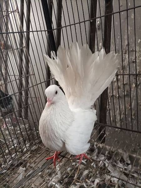 White lakka male for sale 1