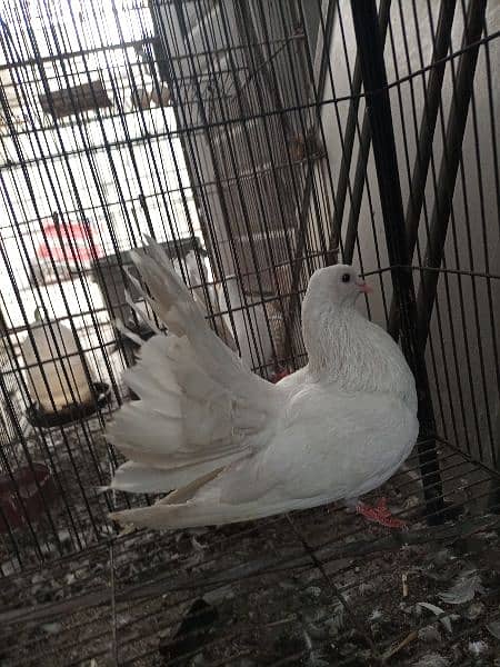 White lakka male for sale 2