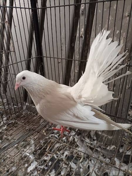 White lakka male for sale 3