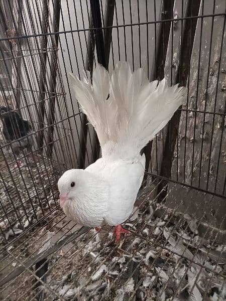 White lakka male for sale 4