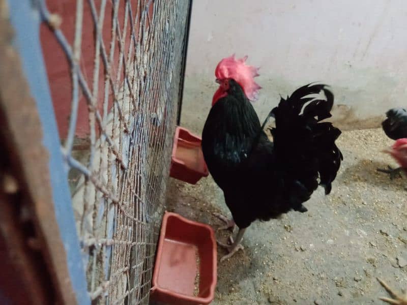 Aseel Murga Austrolop Murga Ayam cemani murga 0