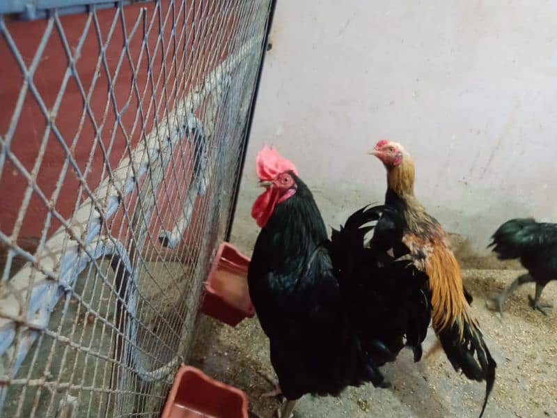 Aseel Murga Austrolop Murga Ayam cemani murga 1