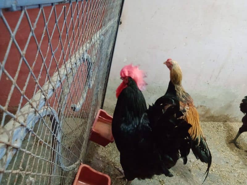 Aseel Murga Austrolop Murga Ayam cemani murga 2