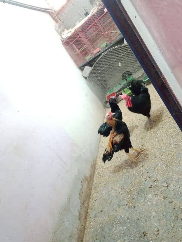 Aseel Murga Austrolop Murga Ayam cemani murga 5