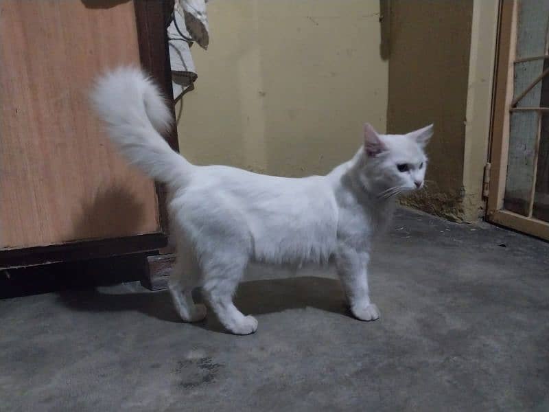 Turkish anghora breed 0