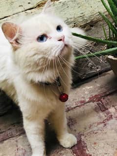 White Persian Blue eyes