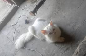 Kitten cat/white kitten/kitten lover /kitten for sale/lahore