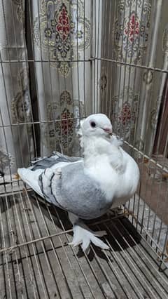 sentinent pigeons fancy pigeons german owl